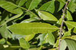 Prairie willow